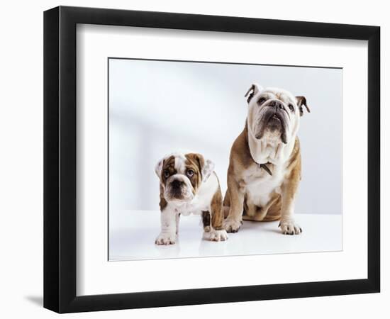 English Bulldog with Puppy-Larry Williams-Framed Photographic Print