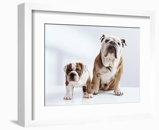 English Bulldog with Puppy-Larry Williams-Framed Photographic Print