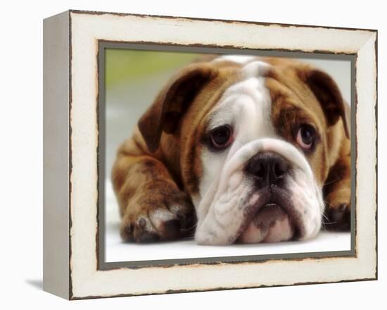 English Bulldog-null-Framed Premier Image Canvas