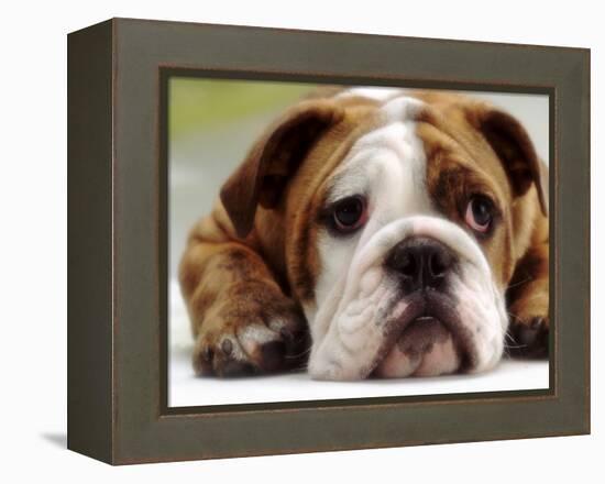 English Bulldog-null-Framed Premier Image Canvas