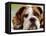 English Bulldog-null-Framed Premier Image Canvas