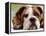 English Bulldog-null-Framed Premier Image Canvas