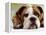 English Bulldog-null-Framed Premier Image Canvas