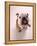 English bulldog-null-Framed Premier Image Canvas