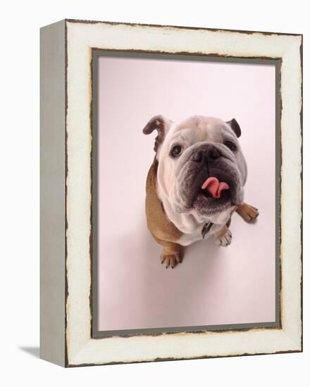 English bulldog-null-Framed Premier Image Canvas