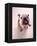 English bulldog-null-Framed Premier Image Canvas