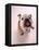 English bulldog-null-Framed Premier Image Canvas