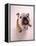 English bulldog-null-Framed Premier Image Canvas