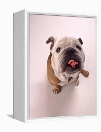 English bulldog-null-Framed Premier Image Canvas