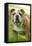 English Bulldog-null-Framed Premier Image Canvas