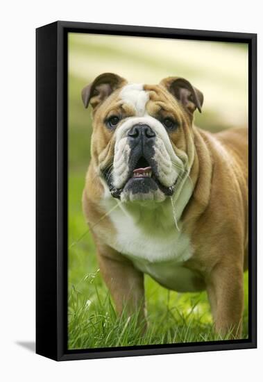 English Bulldog-null-Framed Premier Image Canvas