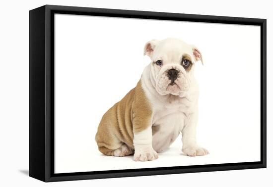 English Bulldog-null-Framed Premier Image Canvas