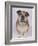 English Bulldog-null-Framed Photographic Print