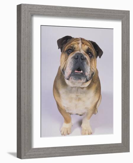 English Bulldog-null-Framed Photographic Print