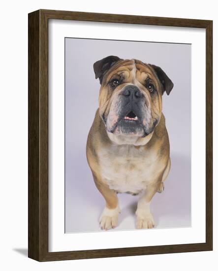 English Bulldog-null-Framed Photographic Print