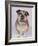 English Bulldog-null-Framed Photographic Print