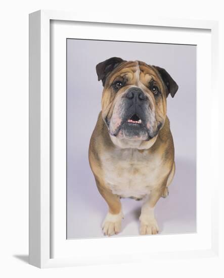 English Bulldog-null-Framed Photographic Print
