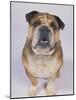 English Bulldog-null-Mounted Photographic Print