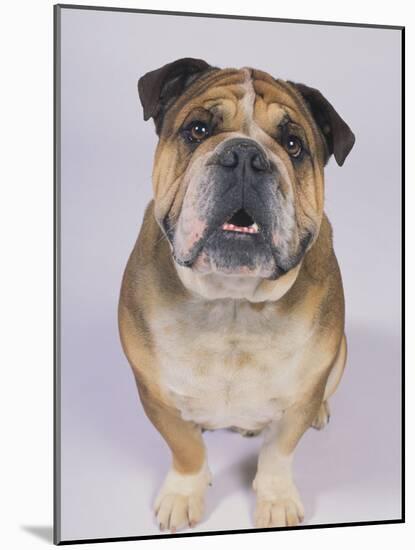 English Bulldog-null-Mounted Photographic Print