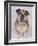 English Bulldog-null-Framed Photographic Print