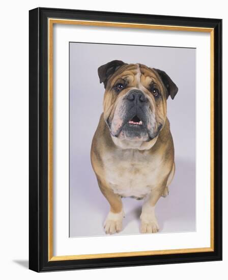 English Bulldog-null-Framed Photographic Print