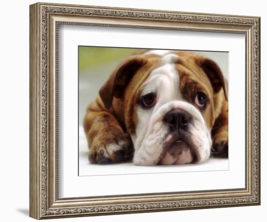 English Bulldog-null-Framed Photographic Print