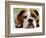 English Bulldog-null-Framed Photographic Print