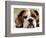 English Bulldog-null-Framed Photographic Print