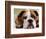 English Bulldog-null-Framed Photographic Print