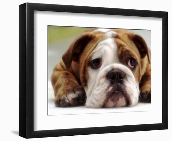 English Bulldog-null-Framed Photographic Print