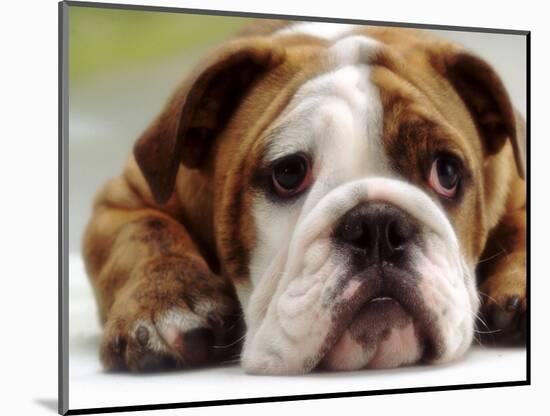 English Bulldog-null-Mounted Photographic Print