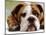 English Bulldog-null-Mounted Photographic Print