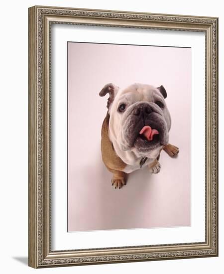 English bulldog-null-Framed Photographic Print