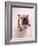 English bulldog-null-Framed Photographic Print