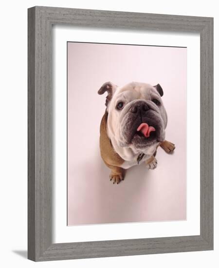 English bulldog-null-Framed Photographic Print