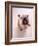 English bulldog-null-Framed Photographic Print