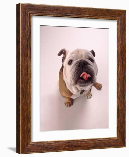 English bulldog-null-Framed Photographic Print