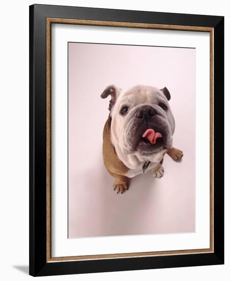 English bulldog-null-Framed Photographic Print