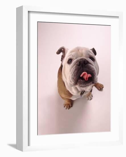 English bulldog-null-Framed Photographic Print