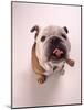 English bulldog-null-Mounted Photographic Print