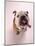 English bulldog-null-Mounted Photographic Print