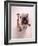 English bulldog-null-Framed Photographic Print