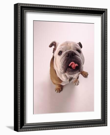 English bulldog-null-Framed Photographic Print