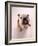 English bulldog-null-Framed Photographic Print