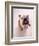 English bulldog-null-Framed Photographic Print