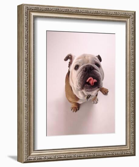 English bulldog-null-Framed Photographic Print