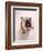 English bulldog-null-Framed Photographic Print