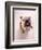 English bulldog-null-Framed Photographic Print