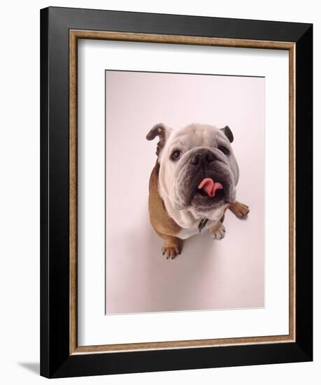 English bulldog-null-Framed Photographic Print