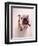 English bulldog-null-Framed Photographic Print